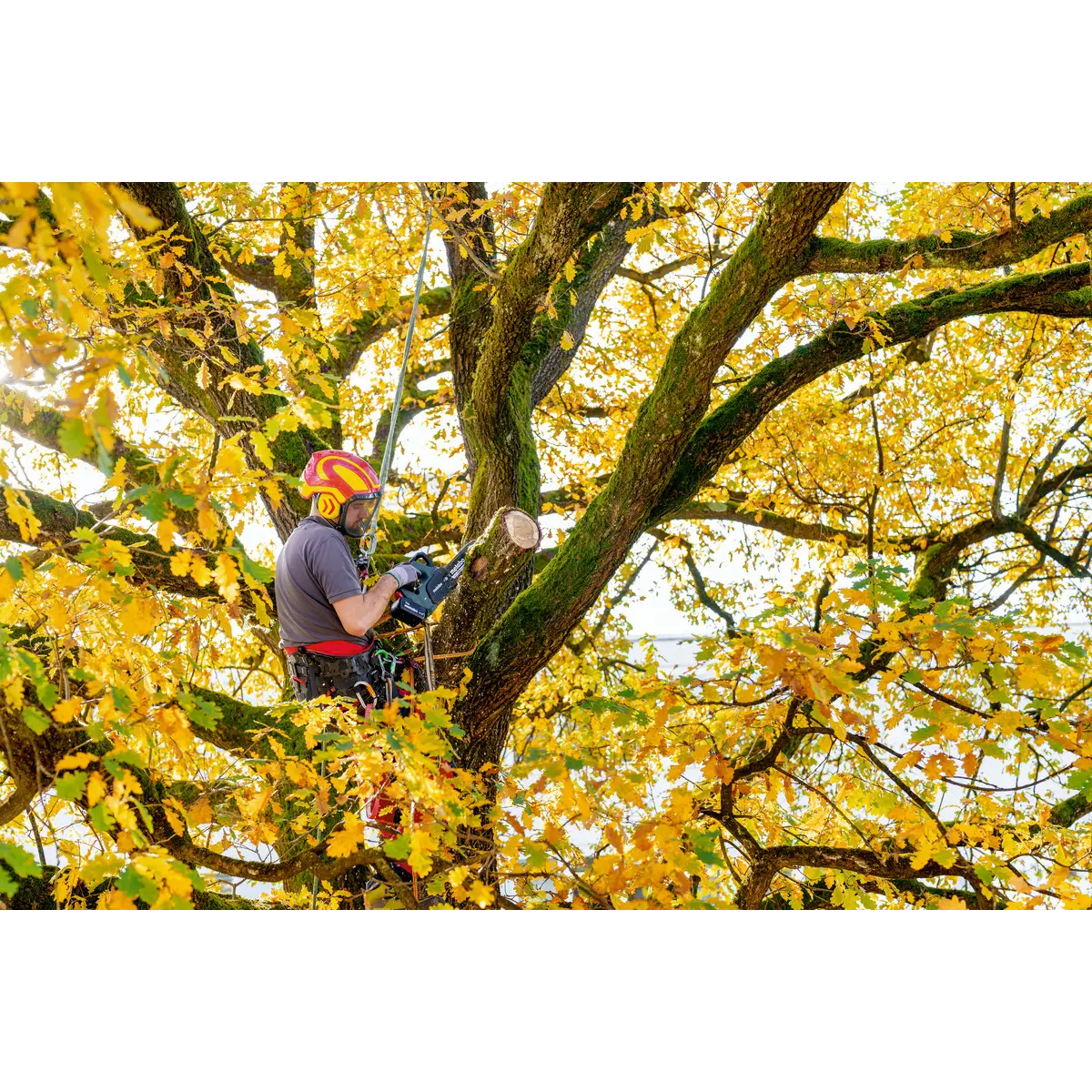 Metabo Akku-Kettensäge MS 18 LTX BL 25 (601595850) - Karton